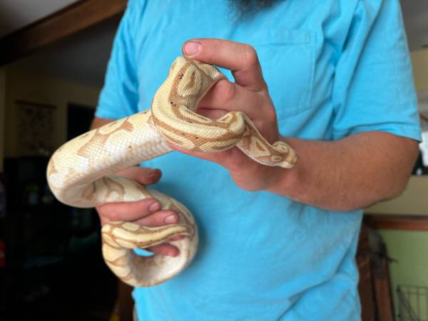 Male banana ball python (Frankfort)63685985232641122