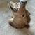 Javelina Mount 2 thumbnail