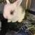 Holland lop/Mini lop for sale 4 thumbnail