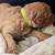 Medium Size Labradoodles F1B 4 thumbnail