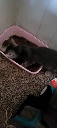 Cute kittens born June 9th (Bremerton)63697509252609121