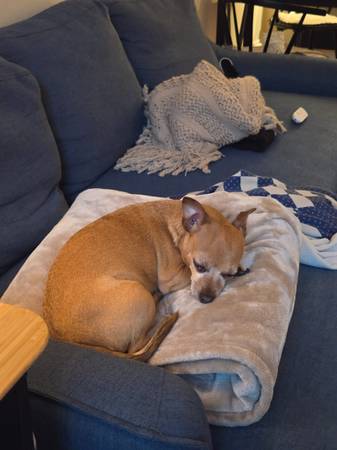 Lost brown chihuahua - help us 1