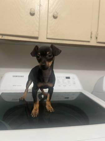 Chihuahua Female (Houston)63859314928513121