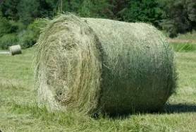 Large Square Hay For Sale 1