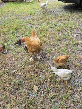 Pullet chicks 1