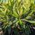 Loquat 5 thumbnail