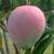 Mango tree for sale Kent Organic 10 thumbnail