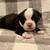 Olde English Bulldog Puppies 8 thumbnail