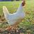 Leghorn Hens / Chickens / Gallinas / Laying Hens / Pullets 1 thumbnail
