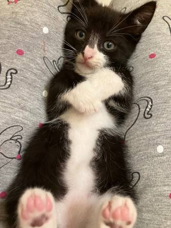 Beautiful Kittens (Chelsea)63875423430785124