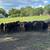 90 Weaned BEEF Calves with SHOTS! Delivery Available 2 thumbnail
