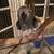 Rehoming Medium and Large Parrots 4 thumbnail