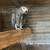 African Grey young adult breeding pair 3 thumbnail