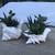 2 seashells full of succulent & jade plants 1 thumbnail