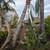 🌲🌴TREE  SERVICE (916 904-9934🌳🌴 9 thumbnail