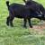 Norwegian Dwarf goat 4 thumbnail