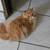 Persian cat Male 4 thumbnail