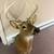 Whitetail deer mount 3 thumbnail