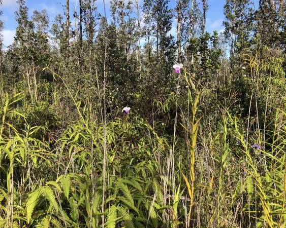 $685 / 130680ft2 - 3 acre property for sale or owner finance in Fern Forest (Mountain View)63686745835649124