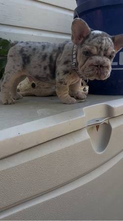 Rehoming French bulldogs 1