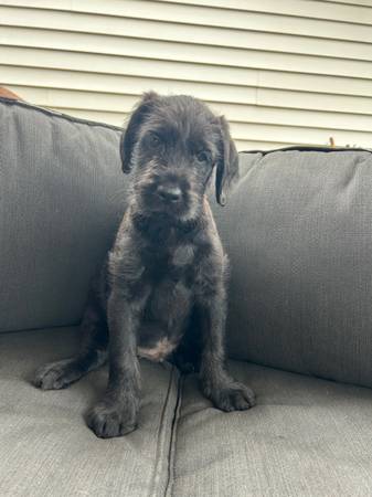 Labradoodle (Woodland)63616292639105121