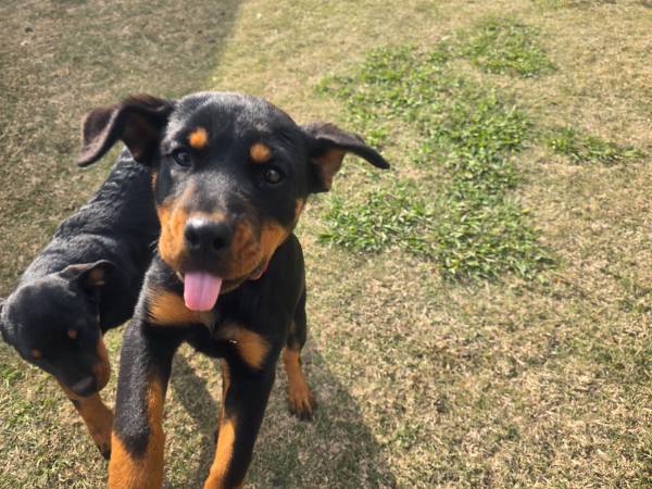 Rottweiler 3mo 1