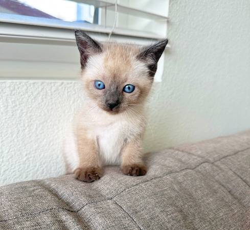 BLUE EYE SIAMESE KITTEN 1