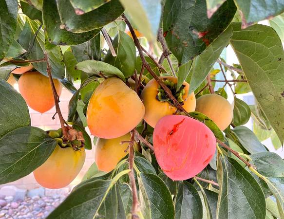 hachiya soft persimmon tree - $180 (Renton)63471374319619121
