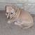 Terrier mix puppy 2 thumbnail