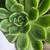 South African wide tongue succulents and other succulents 5 thumbnail