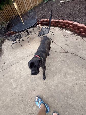 Mastiff mix (Coin iowa)63670840915585120