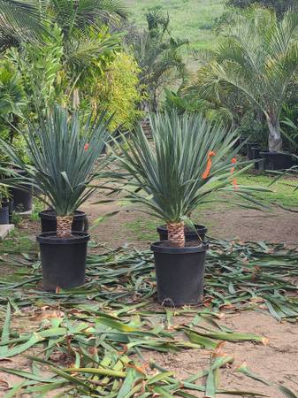 Dragon trees 1