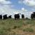 40 Fancy First Calf Heavy Bred Black Angus/BwF Heifers 10 thumbnail