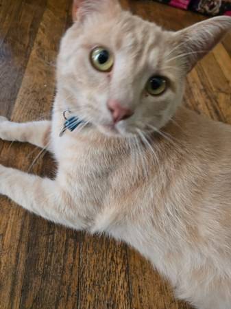 My cat is missing (Roseway)63958423207682122