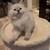 Beautiful bluepoint lynx Ragdoll 2 thumbnail