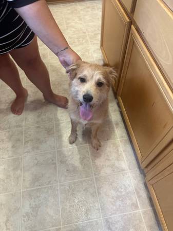 Free dog (Hanford)63695922098051121