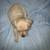 Adorable puppies 8 thumbnail