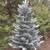 6.5' frosted SILVER TIP natural designer CHRISTMAS TREE unlit 1 thumbnail