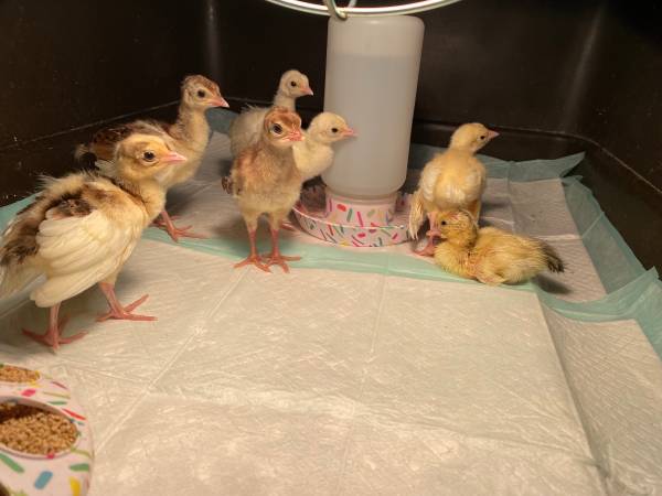 BABY PEACHICKS 1