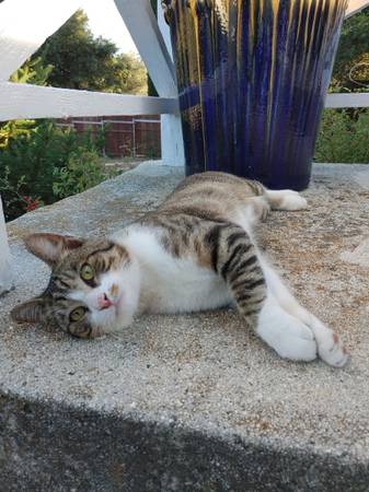 Rehoming of Sweet Stray Male Cat (Wynola)63841745091331123