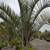 Triangle Palm Tree 2 thumbnail