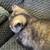 Female Tortie Exotic 5 thumbnail