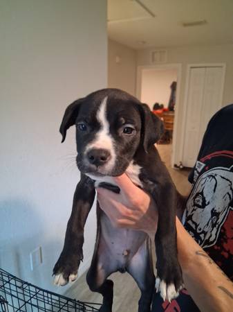 Pitbull puppie (Davenport)63687883129859120