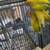 Lovebirds 4 thumbnail