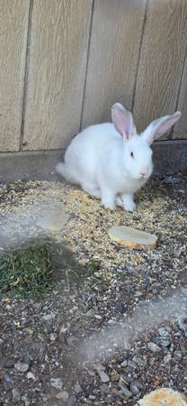 Rabbit 1