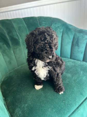 F1b Toy Aussiedoodle female (Purdon)63661959808385120