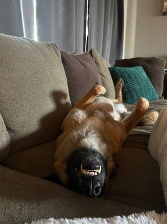 Rehoming Belgian Malinois (Richland)63411577582209123