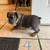 English/Frenchie Mix Puppies 12 thumbnail