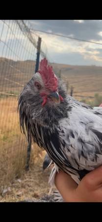 Free Brahma Rooster 1