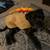 Adopt Macho! 2 thumbnail
